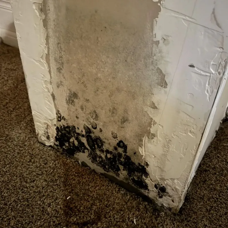 Professional Mold Removal in Machesney Park, IL